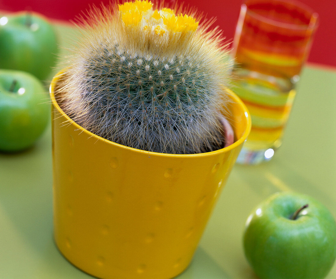 Parodia (globe cactus) in a yellow pot