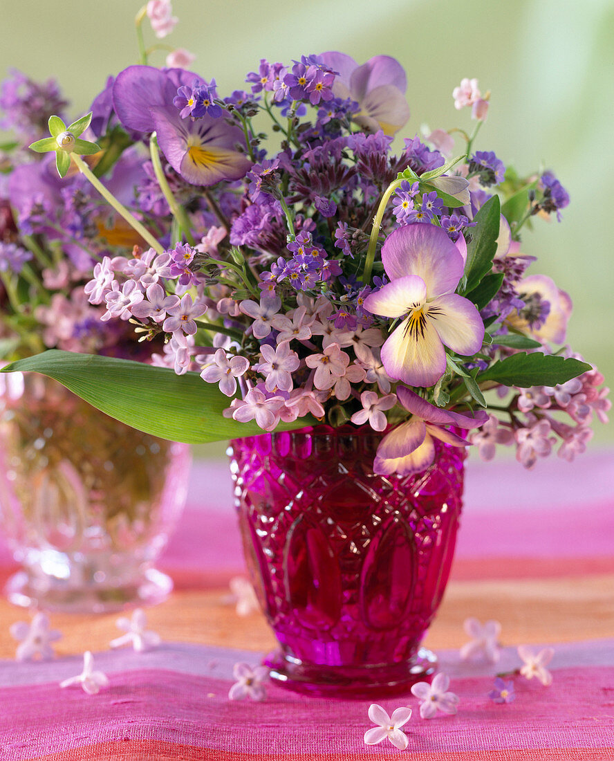 Viola (Hornveilchen und Stiefmütterchen), Syringa (Flieder)