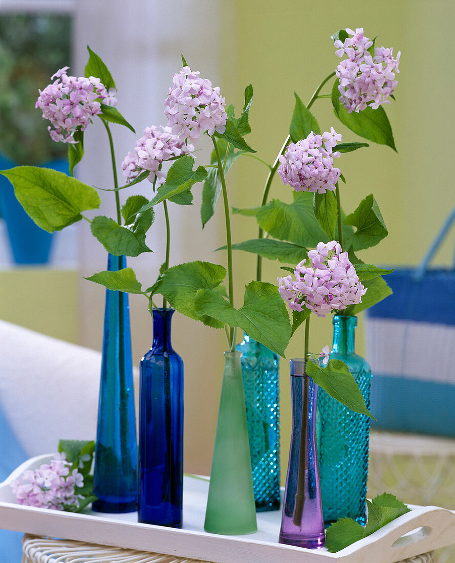 Hesperis matronalis (Nachtviole), (traumhafter Duft!)