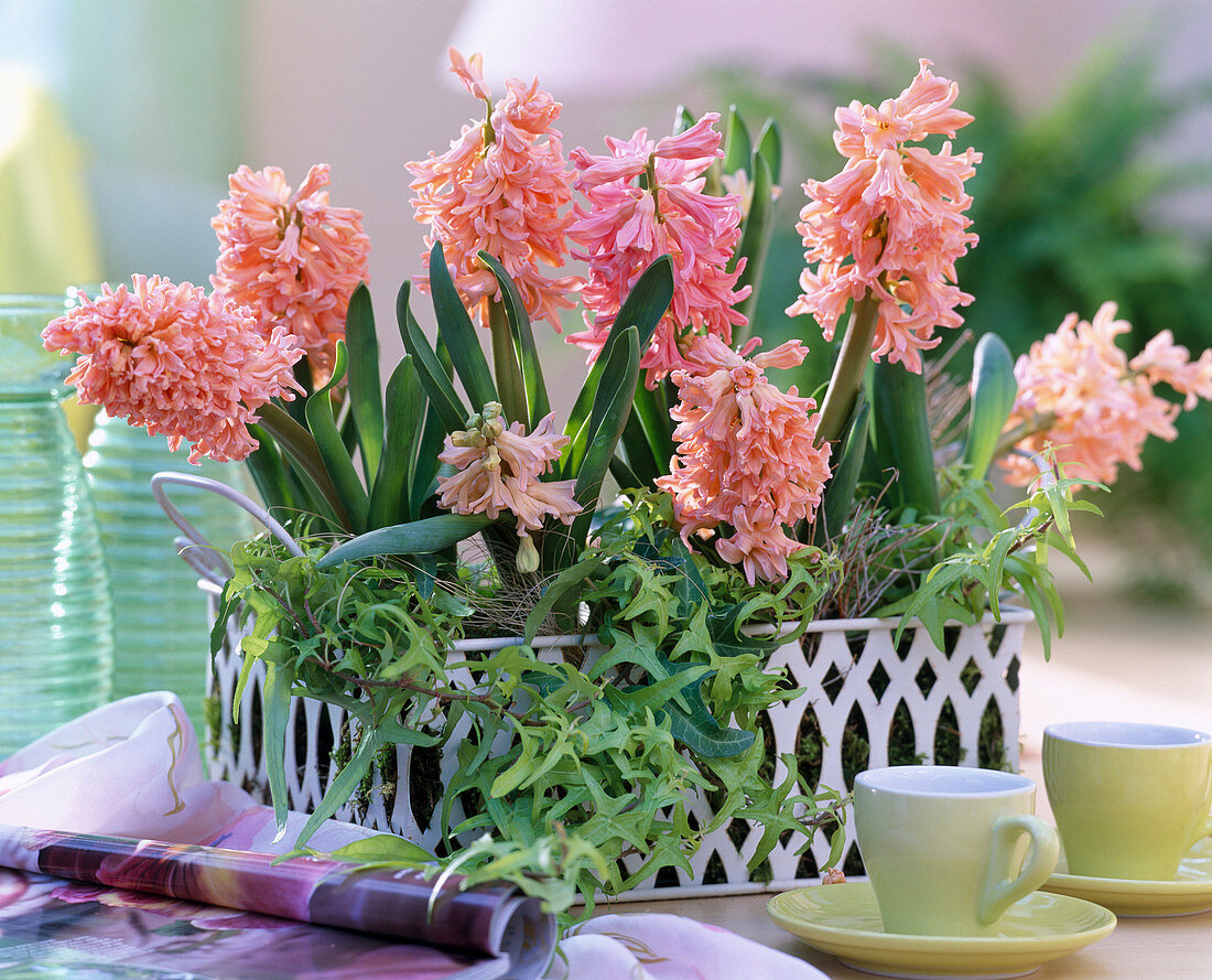 Hyacinthus orientalis 'Gipsy Queen' hyacinths, Hedera 'Goldstern'