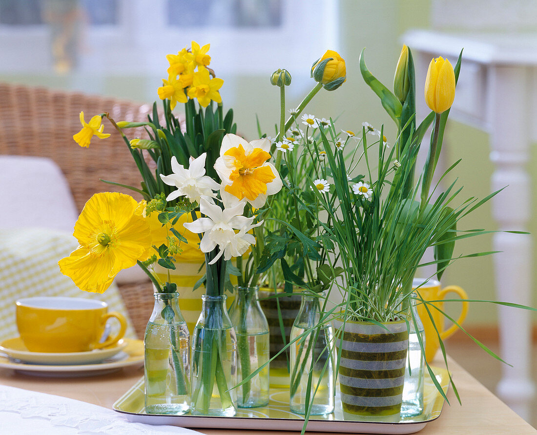 Narcissus (Narzissen), Papaver (Seidenmohn), Ranunculus