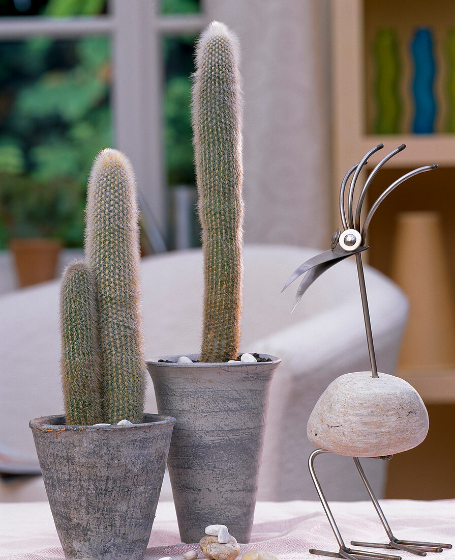 Cleistocactus strausii (columnar cactus)