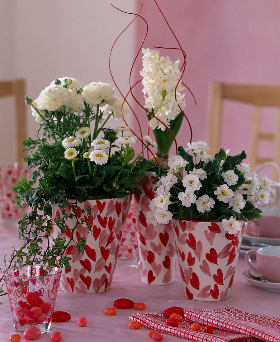 Red and white: Primula 'Dawn Ansell' (primrose), Ranunculus (ranunculus)