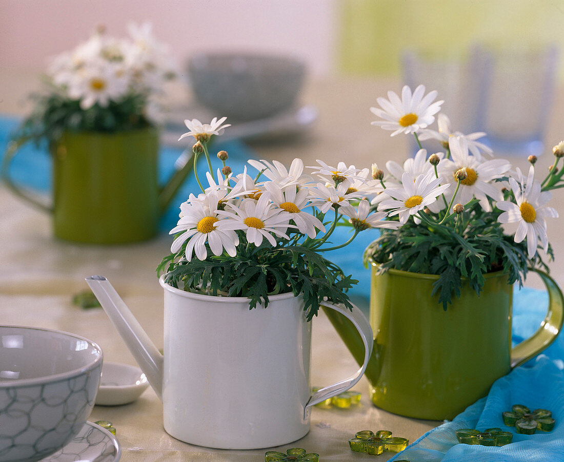 Argyranthemum frutescens (Marguerite-Mini's) in Blechkännchen