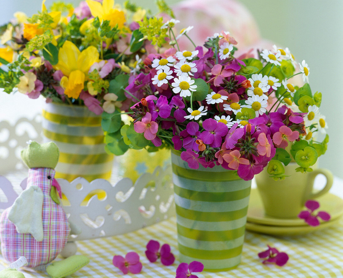 Erysimum 'Sweet Sorbet' (golden violet), Matricaria (camomile)