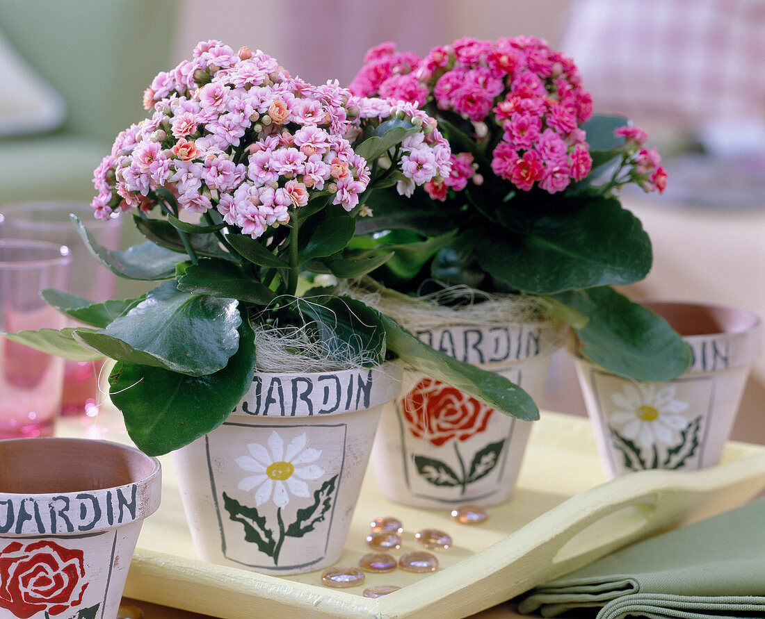 Kalanchoe blossfeldiana (double flaming catkins in clay)