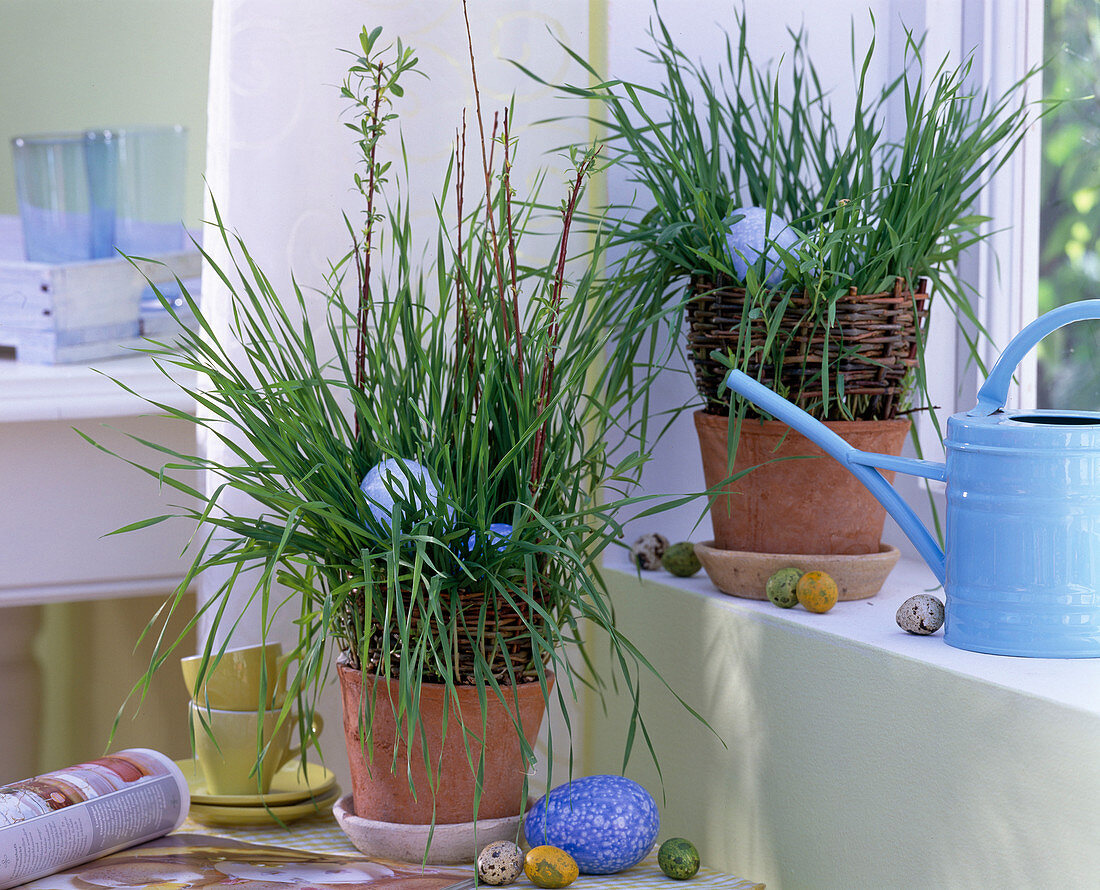 Wheatgrass in clay pots with wickerwork, Easter eggs