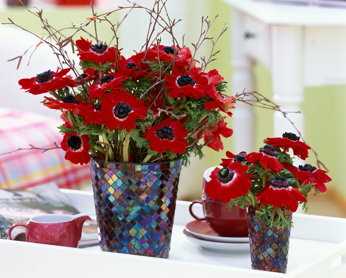 Anemone coronaria 'Mona Lisa Red' (crown anemone), Betula