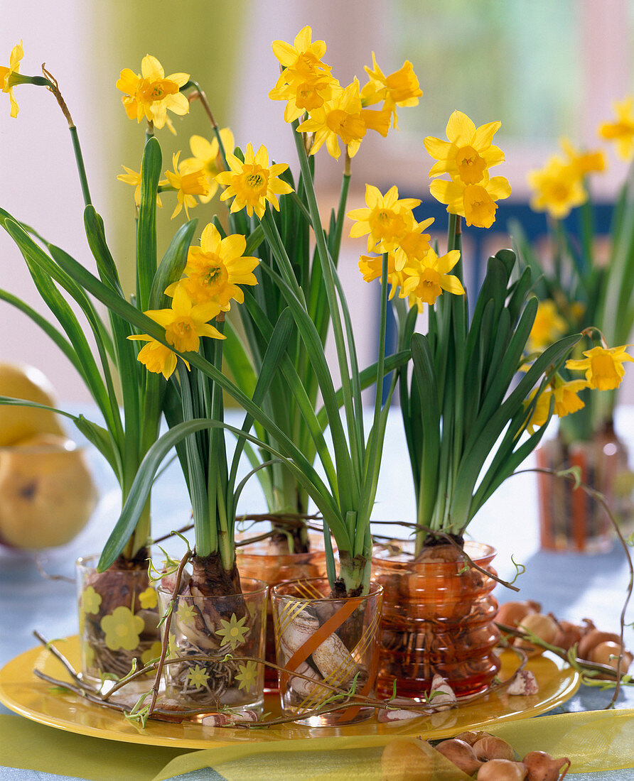 Narcissus 'Tete a Tete' / Narzissen mit ausgewaschenen Wurzeln