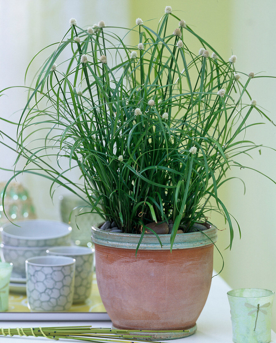 Cyperus kyllinga 'Alba' / Zyperngras mit auffälligen Blüten