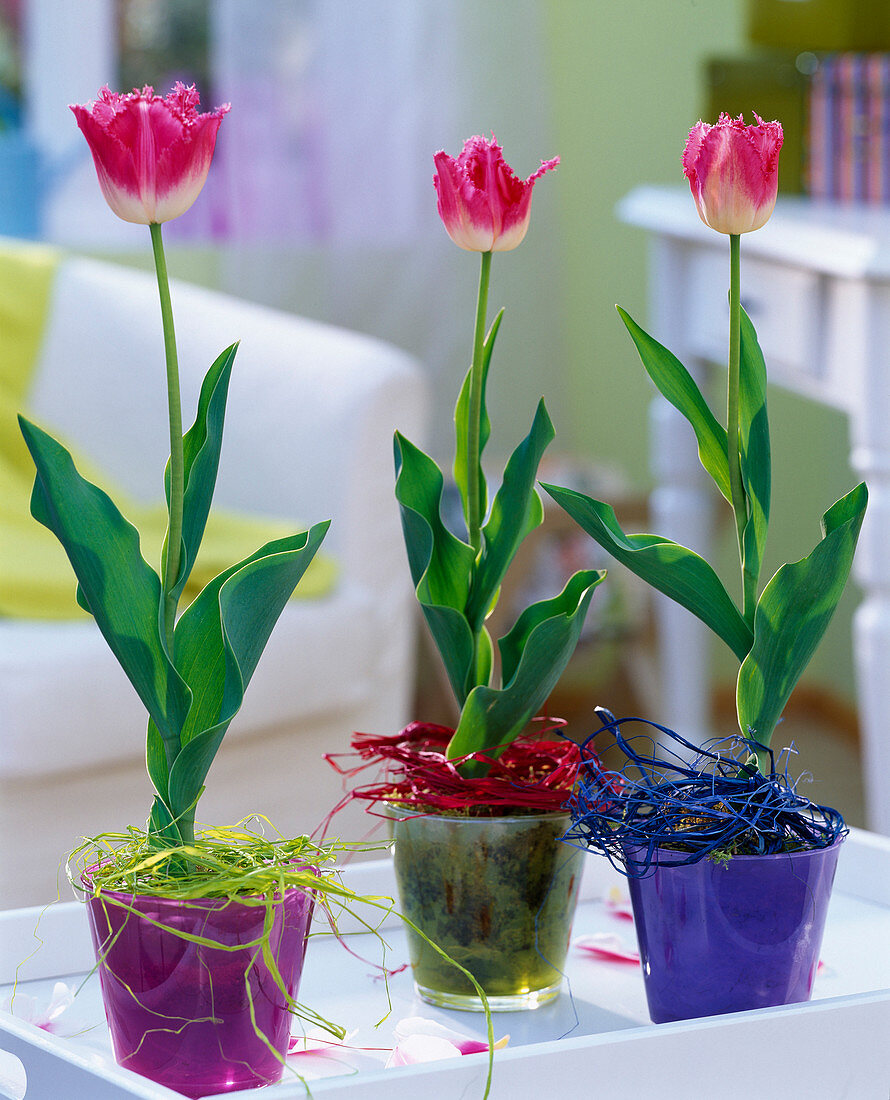 Tulipa 'Crispa' (gefranste Tulpen) in bunten Glastöpfen mit Bast