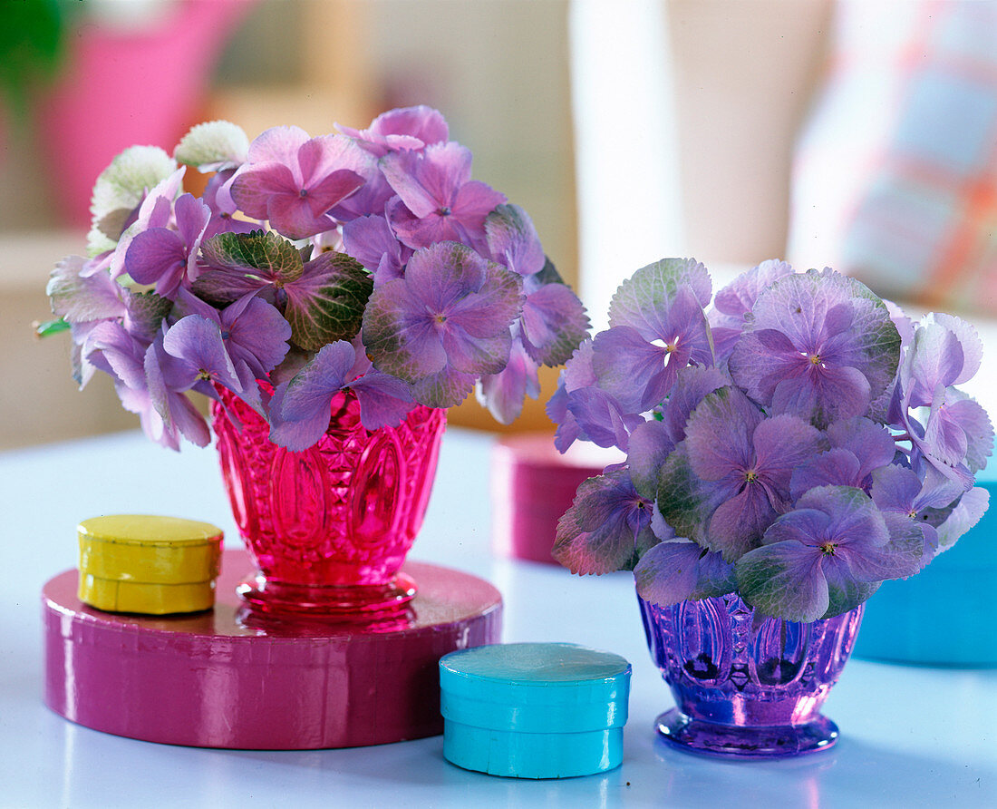 Hydrangea macrophylla (Hortensienblüten in kleinen Gläschen)