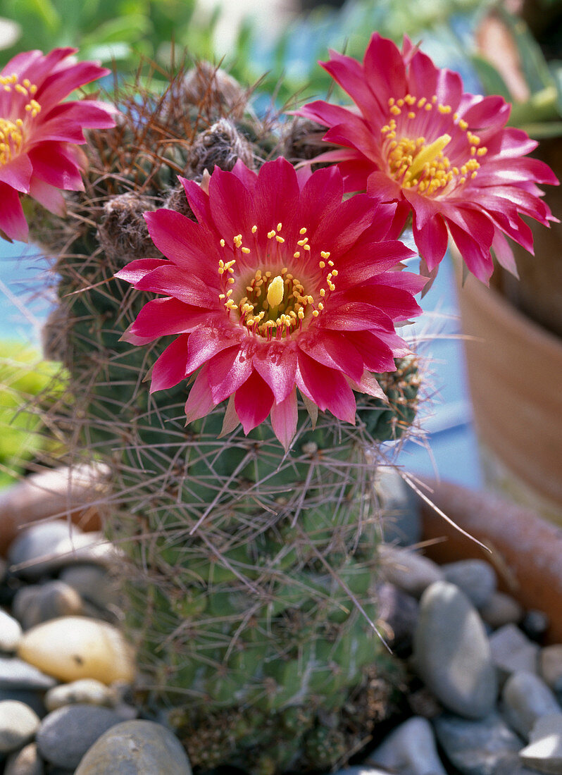 Echinocereus (cereus cactus)