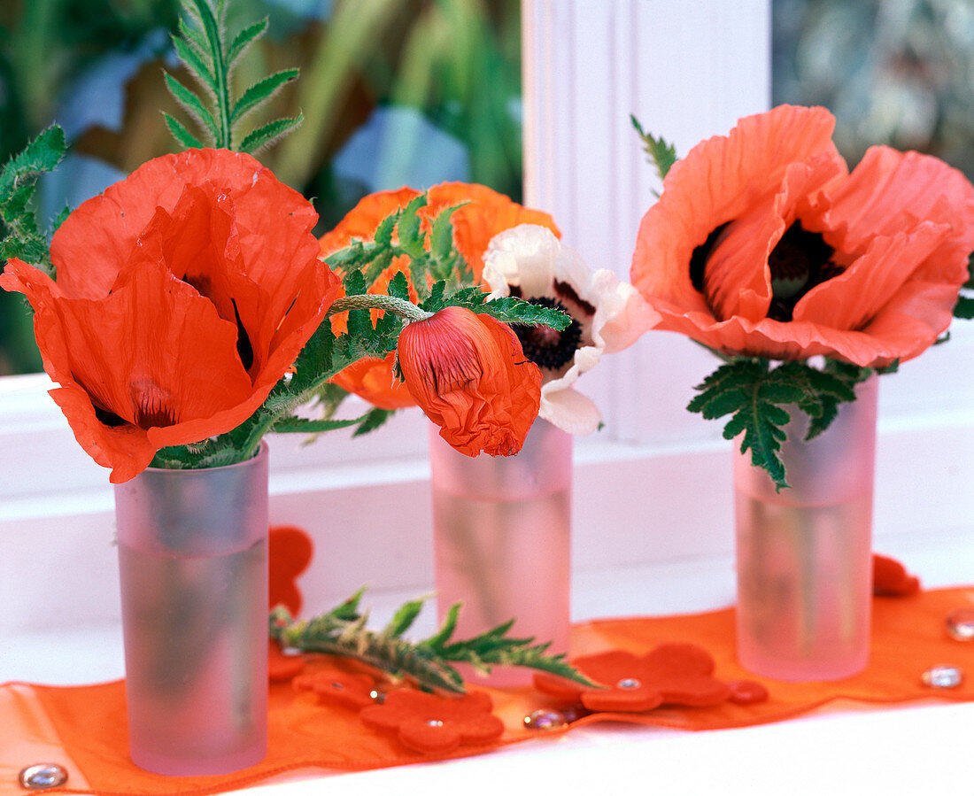 Papaver orientale (perennial poppy) in red, orange and white