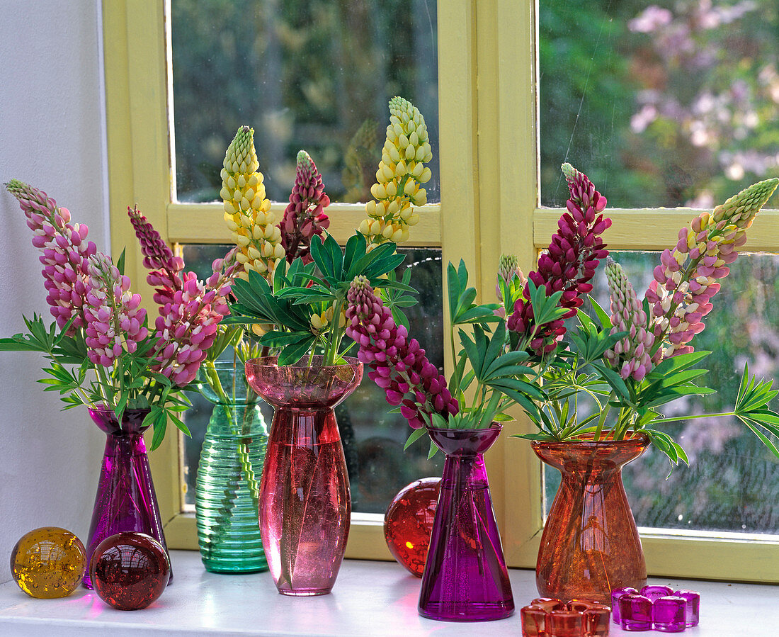 Lupinus polyphyllus 'Camelot' in colorful hyacinth glasses