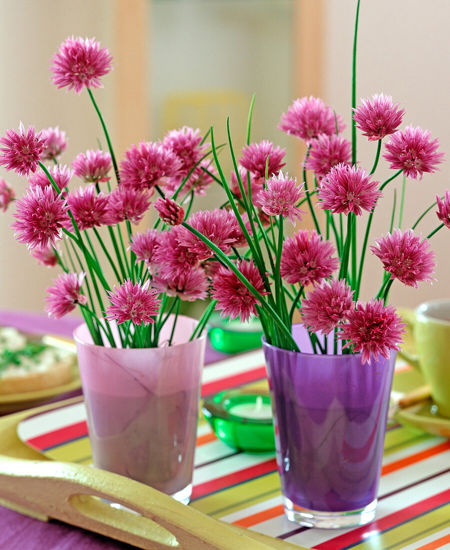 Allium schoenoprasum (chive blossoms) in glasses