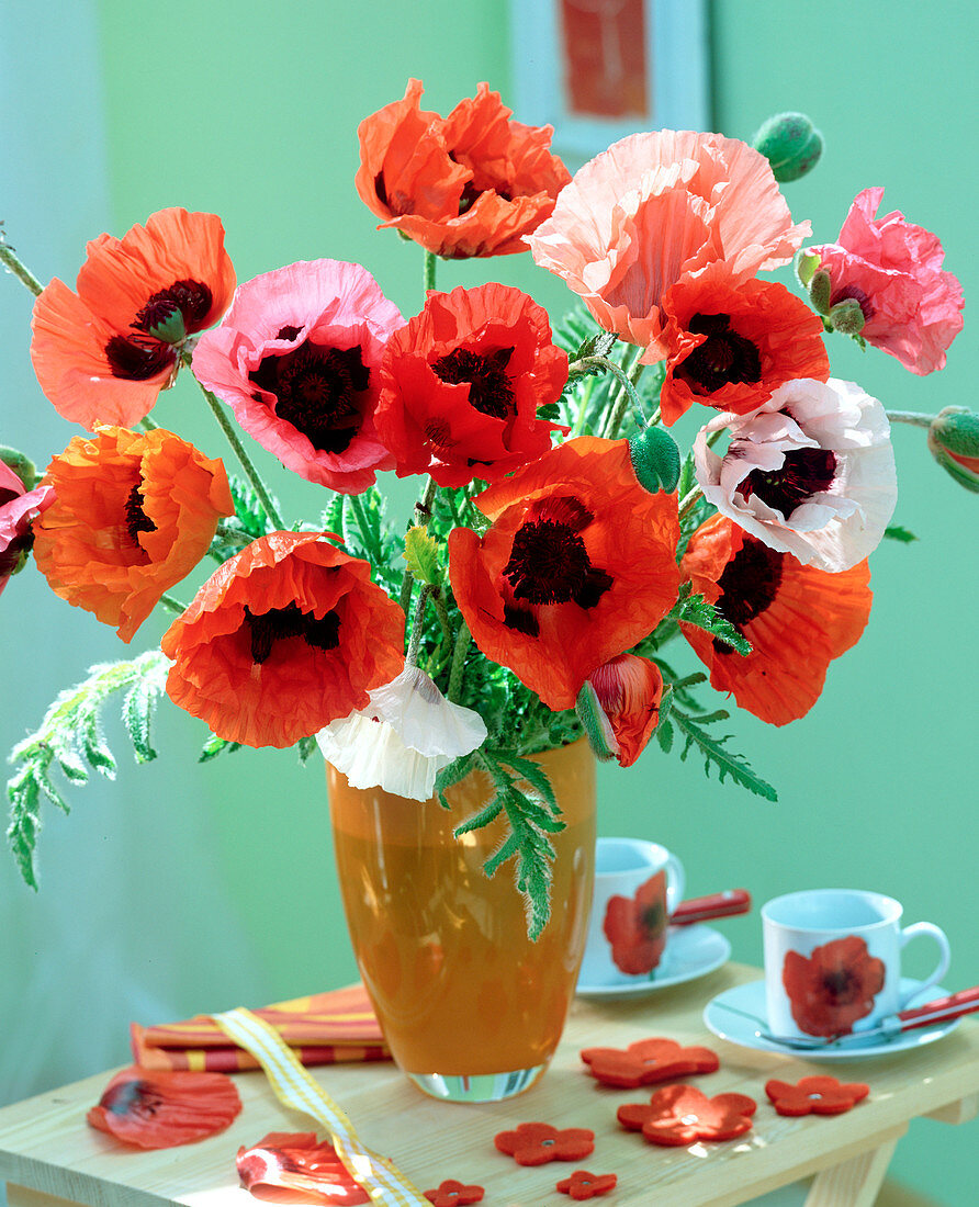 Papaver orientalis (perennial poppy) in red, pink, salmon and pink