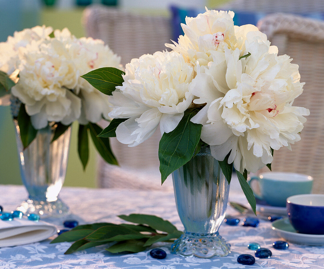 Paeonia (Peony) white with single red flames