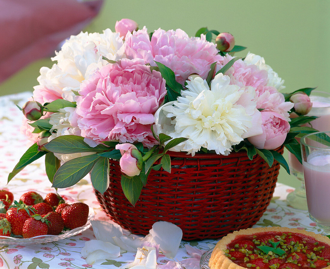 Paeonia / weiße und rosa Pfingstrosen im Korb