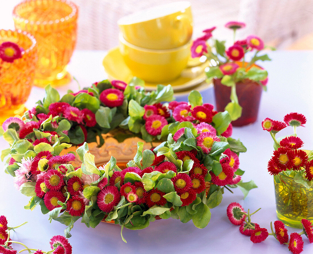 Bellis perennis (red daisy)