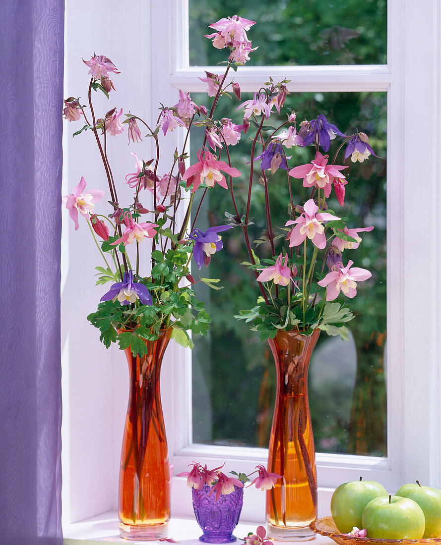 Aquilegia (columbine) in glass vases by the window