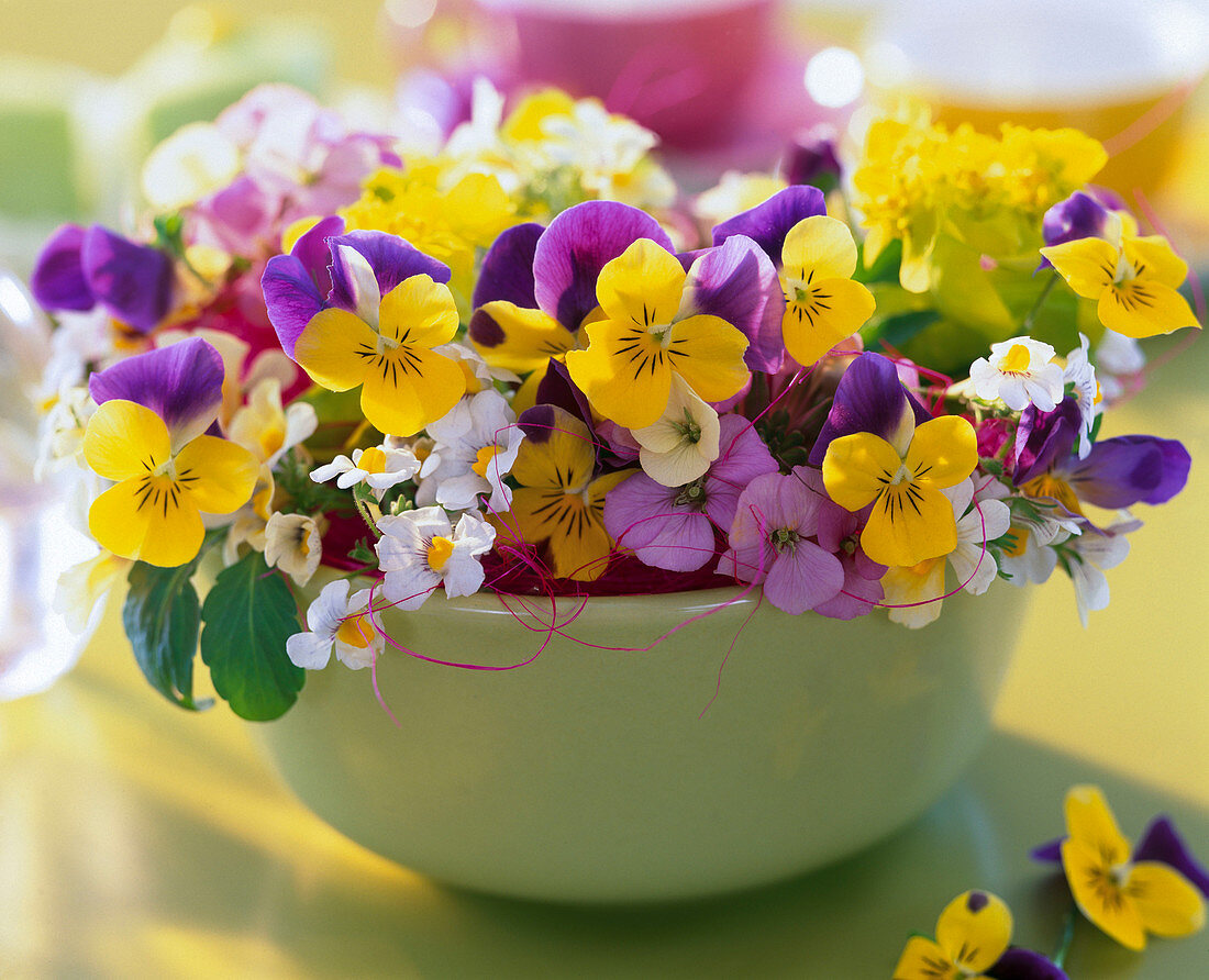 Viola cornuta (Horned Violet), Nemesia, Erysimum