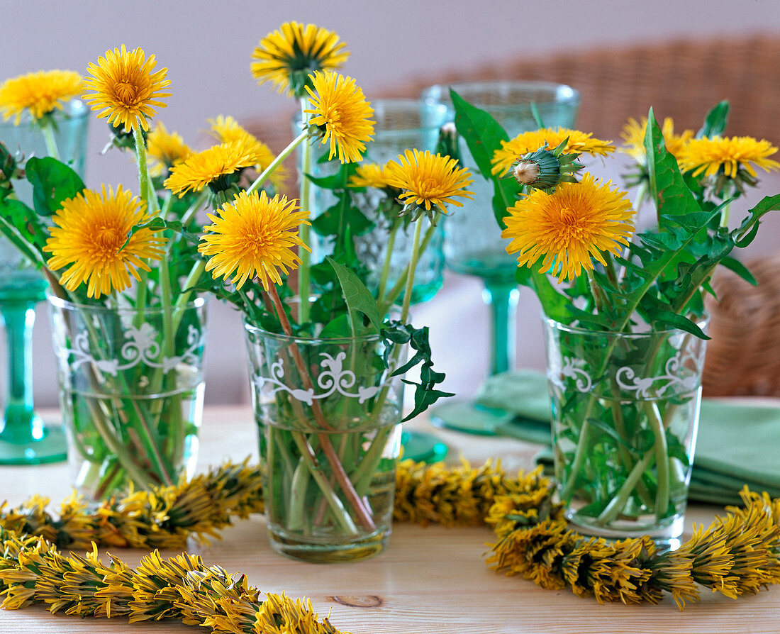 Taraxacum / Löwenzahn als Sträuße und Blütenkette