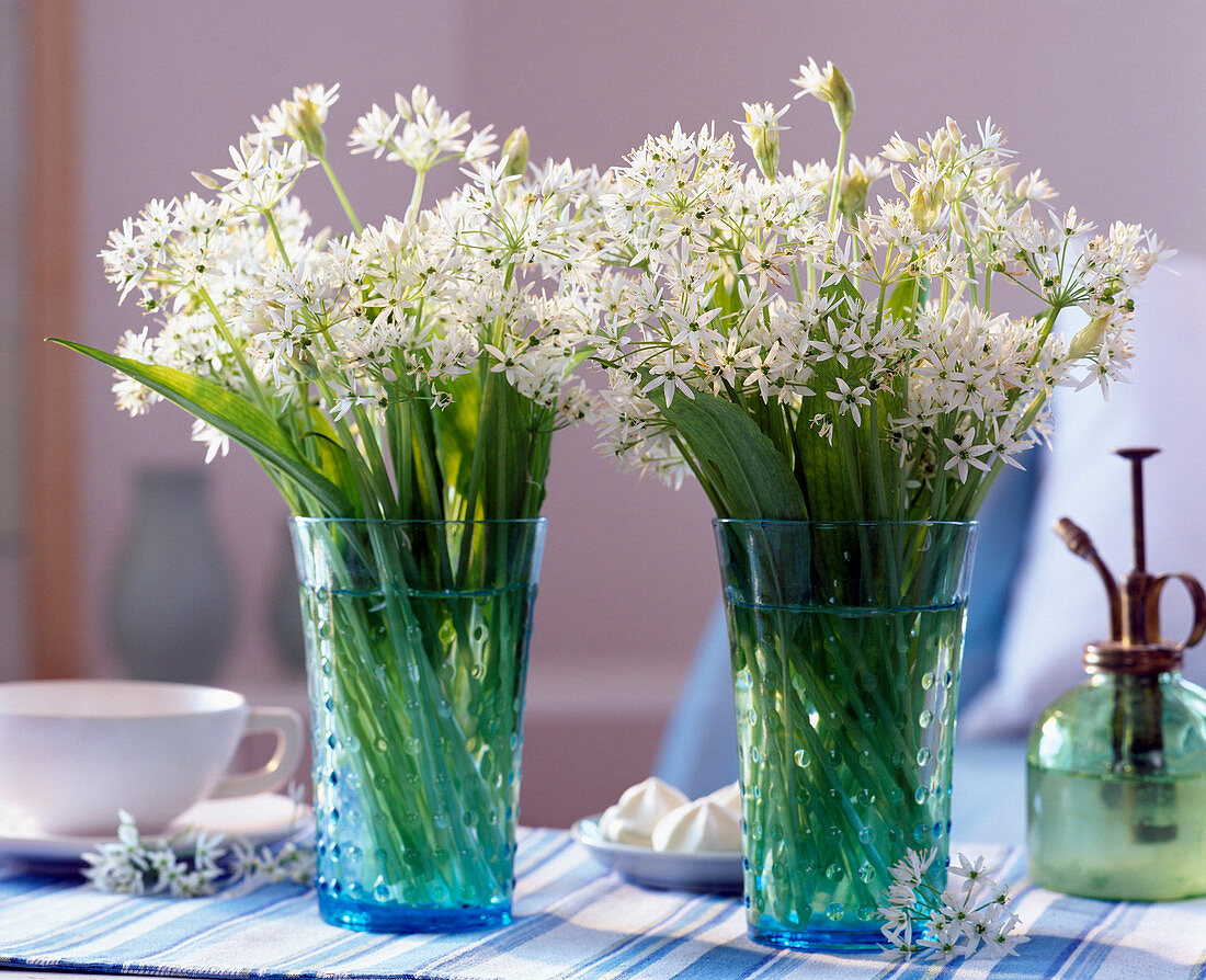 Allium ursinum (wild garlic flowers in jars)