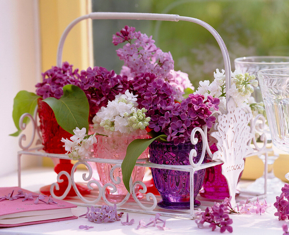 Syringa 'Ludwig Späth', 'Mme Lemoine', 'Mme F. More' (Lilac)