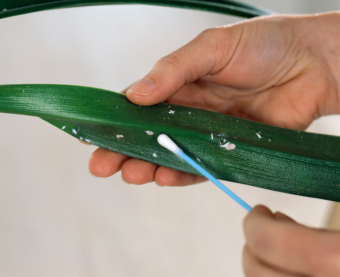 Clivia miniata (Klivie), Schmierläuse mit Wattestäbchen