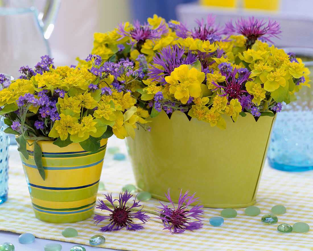 Euphorbia (Wolfsmilch), Centaurea (Flockenblume), Myosotis