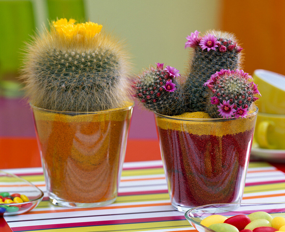 Mammillaria (purple mammillaria), Parodia with decorative sand