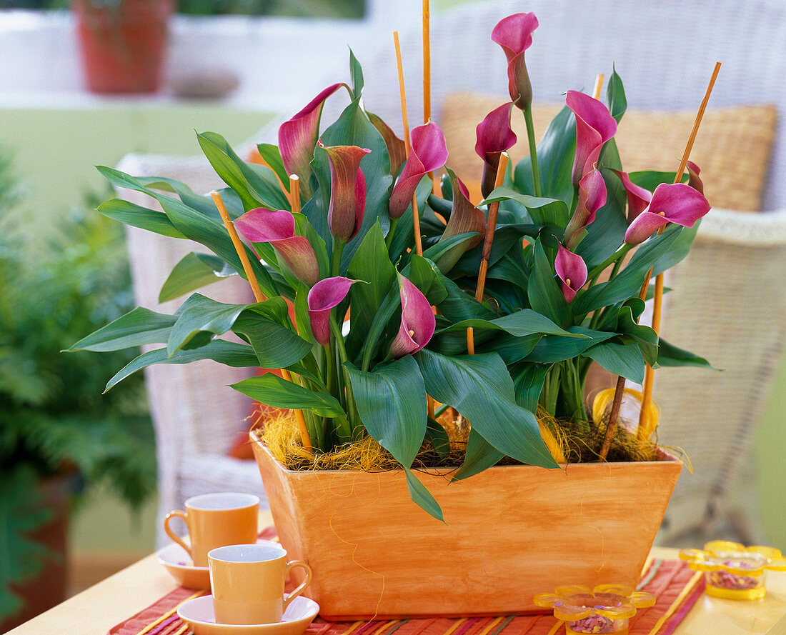 Zantedeschia (Kalla) red flowering in orange square peel