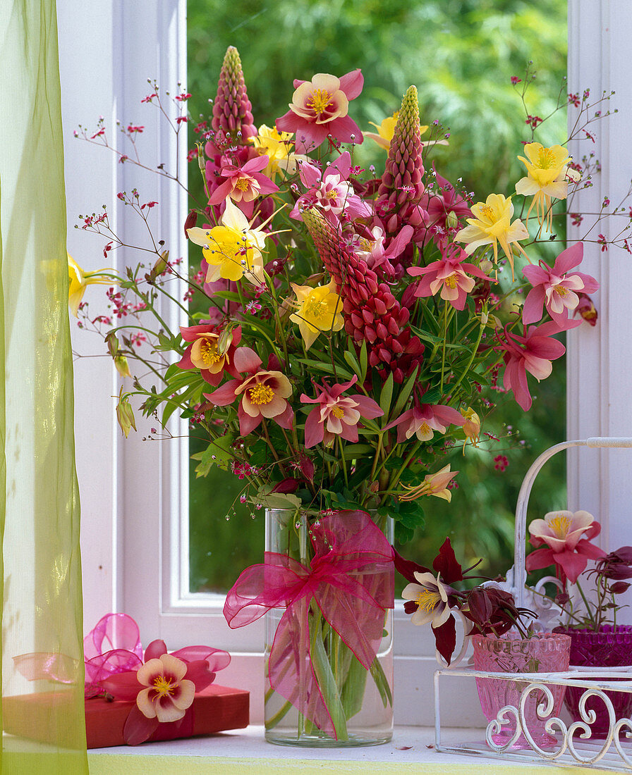 Aquilegia hybrids (columbine), Lupinus polyphyllus 'Camelot'