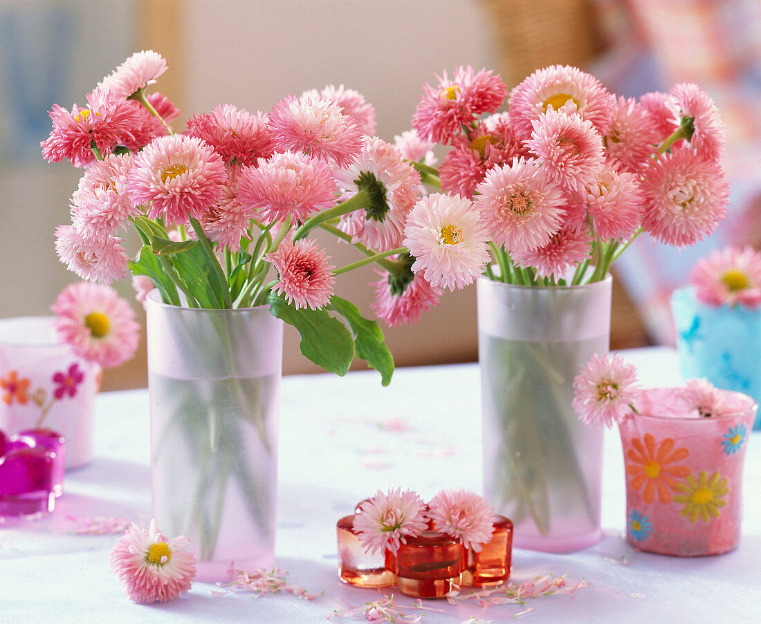 Bellis 'Roggli rosa' (daisies, small glass)