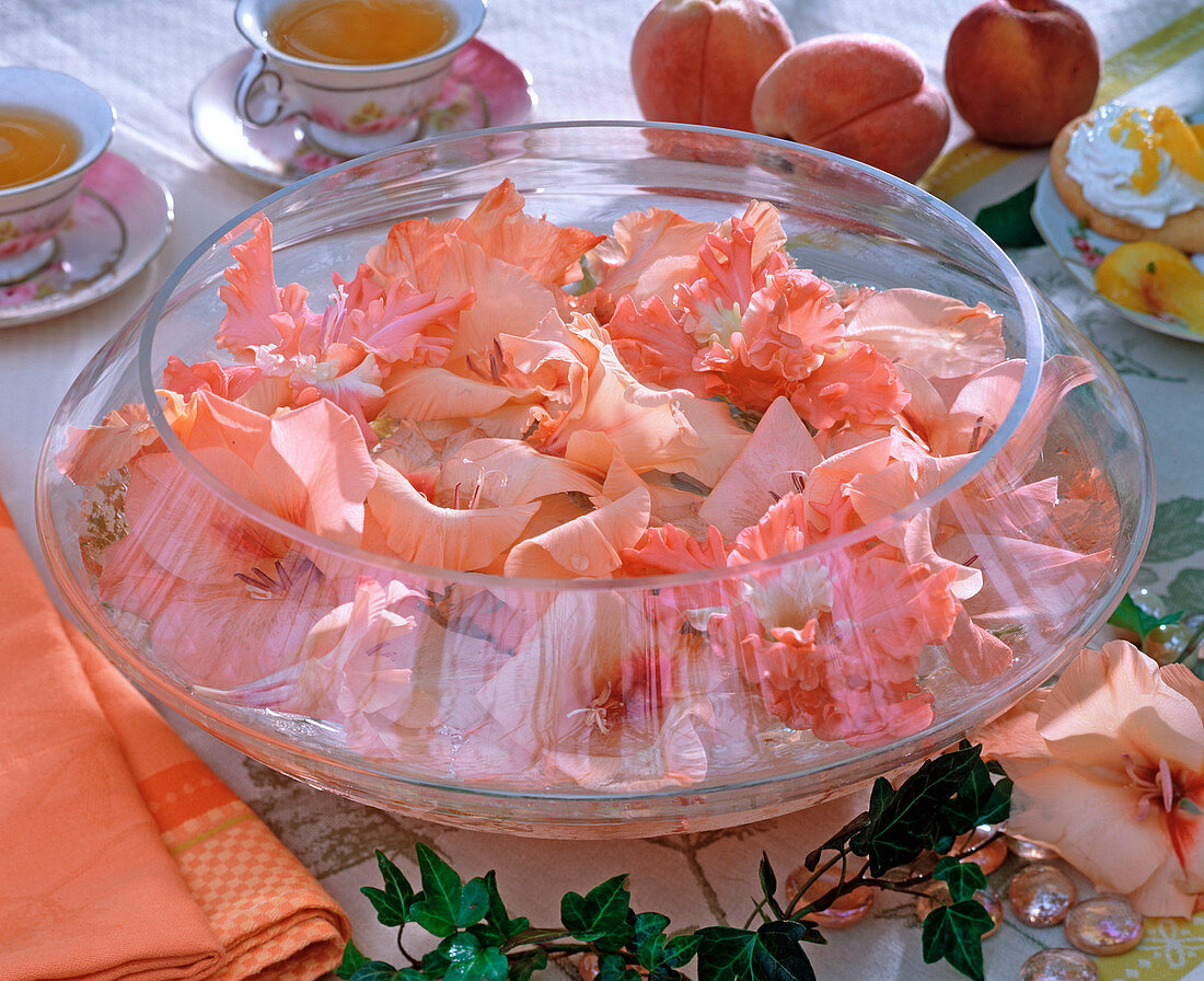 Gladiolus 'Fringed Coral Lace' / Gladiolenblüten im Wasser