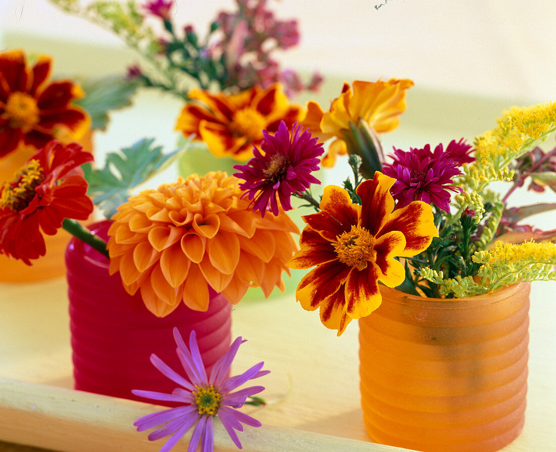 Dahlia (dahlia), Tagetes (marigolds)