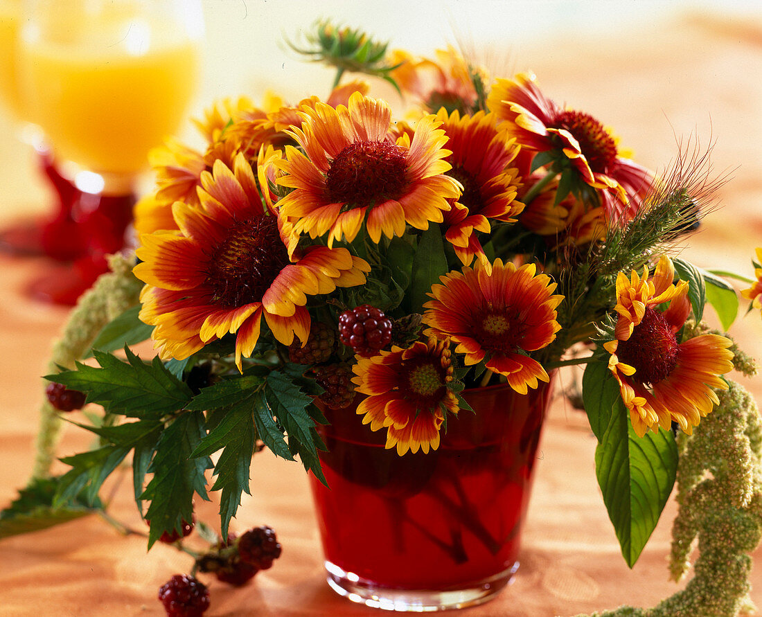 Gaillardia 'Arizona Sun' (Cocklebur)