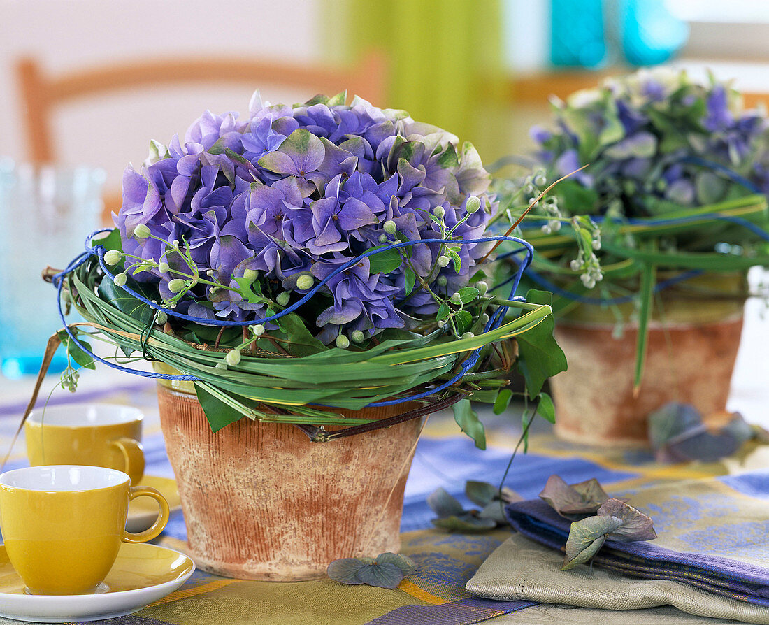 Hydrangea with Spartina (Golden Barley Grass)