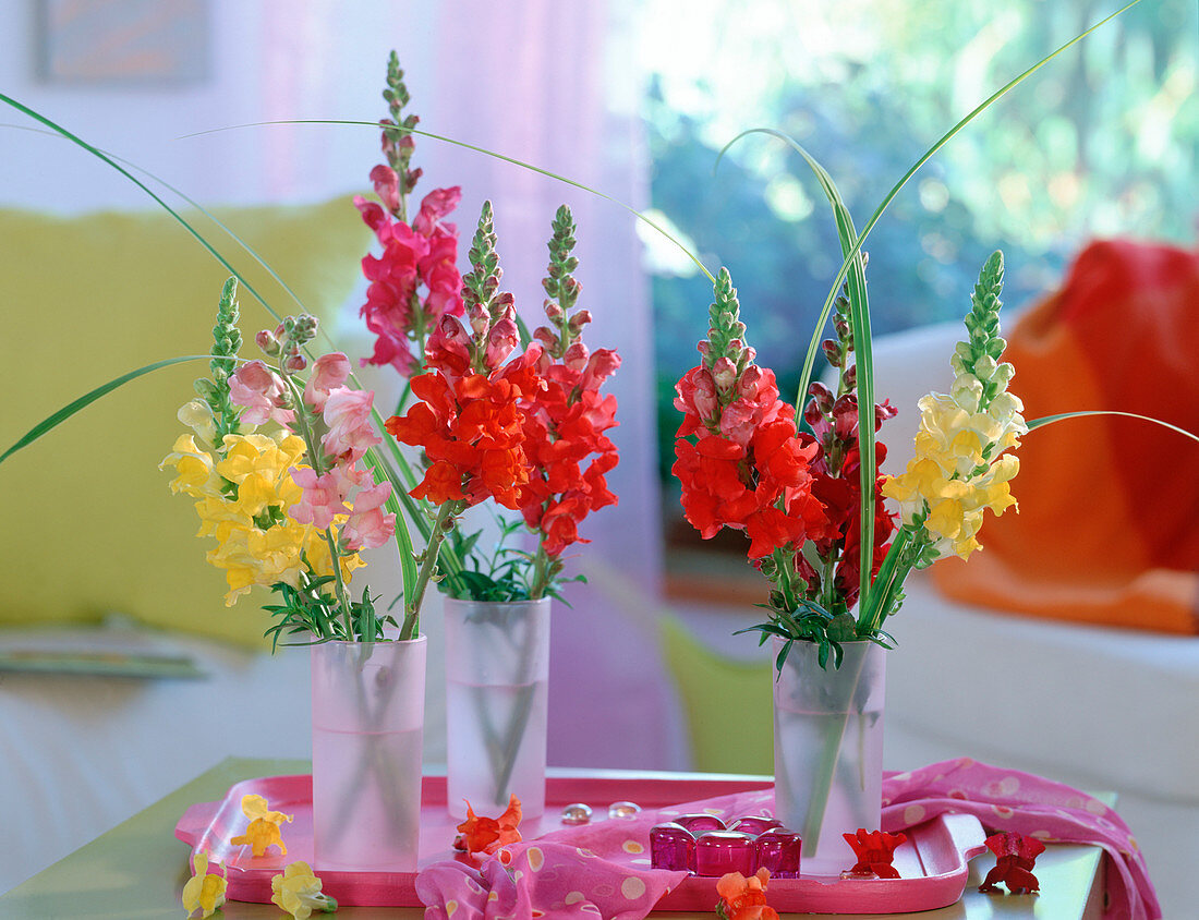 Antirrhinum majus (snapdragon), Spartina (golden-striped grass)