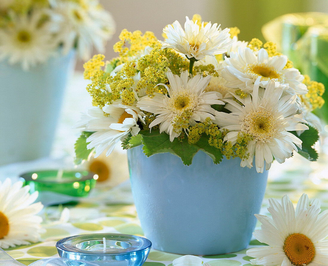 Leucanthemum x superbum 'Wirral Pride' (Edelweiss daisy)