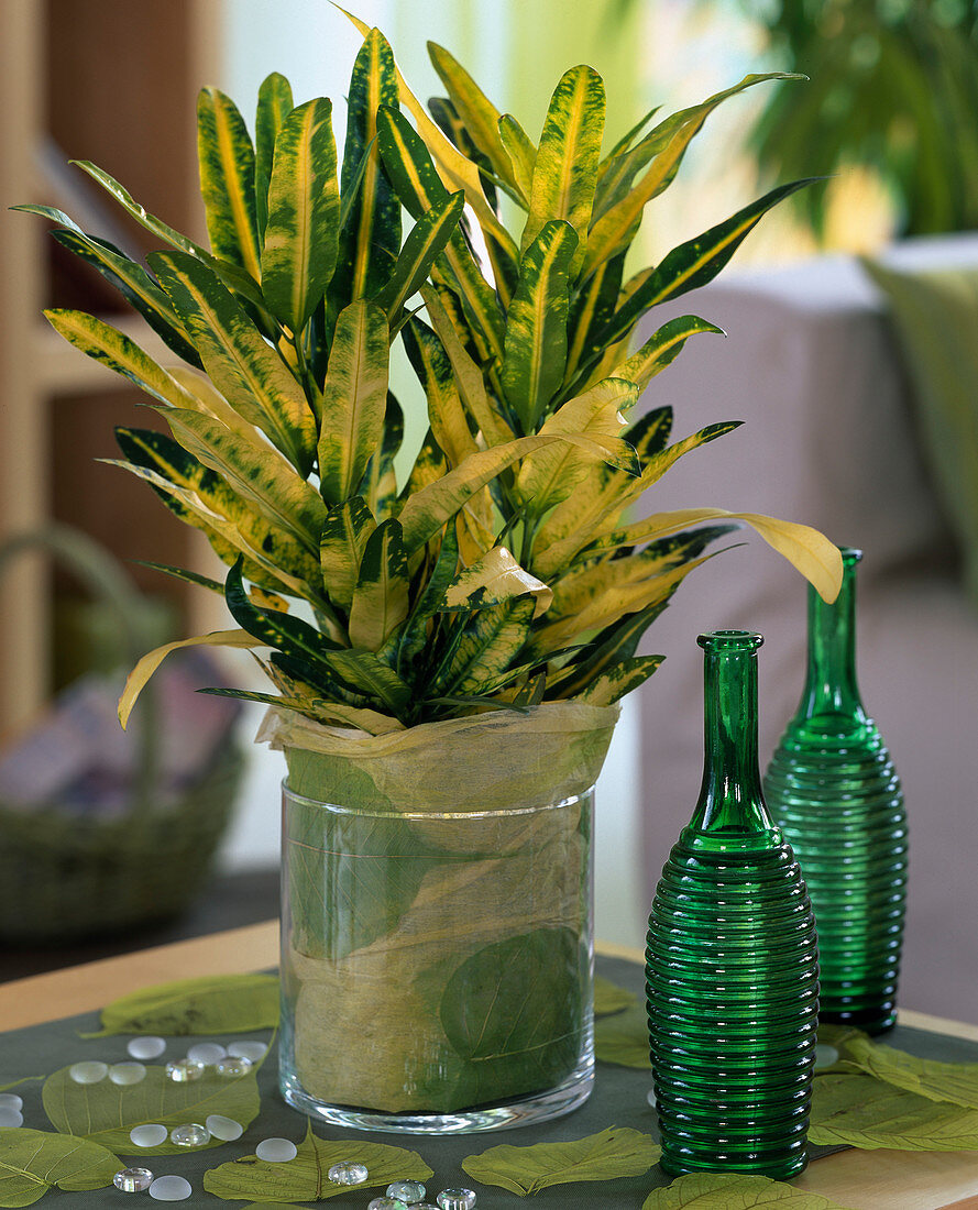 Codiaeum (croton) in glass with tissue paper