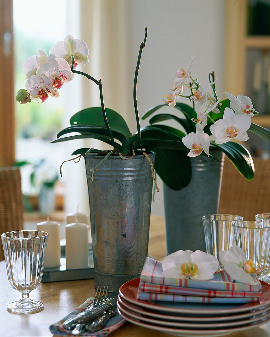 Phalaenopsis (Malay flowers) in zinc vases