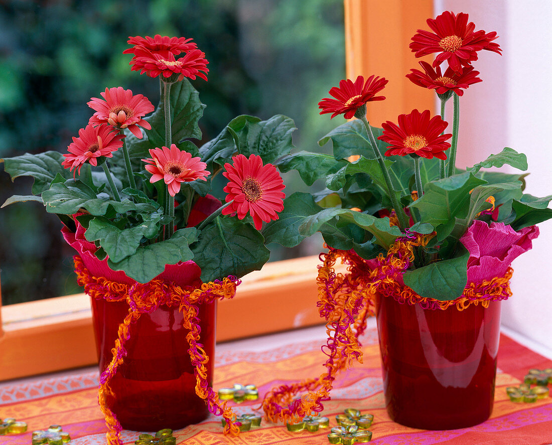 Gerbera-Hybriden in roten Glastöpfen