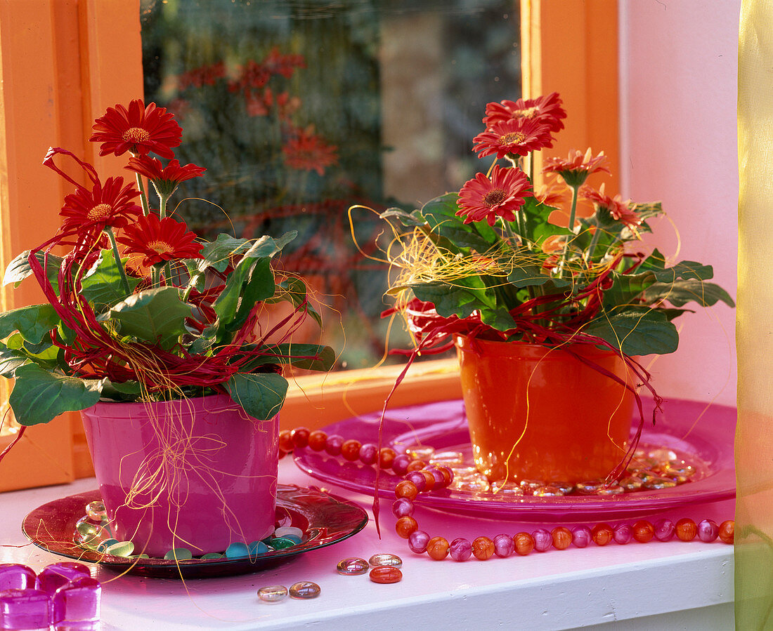 Gerbera-Hybriden im pinken und orangen Plastiktopf