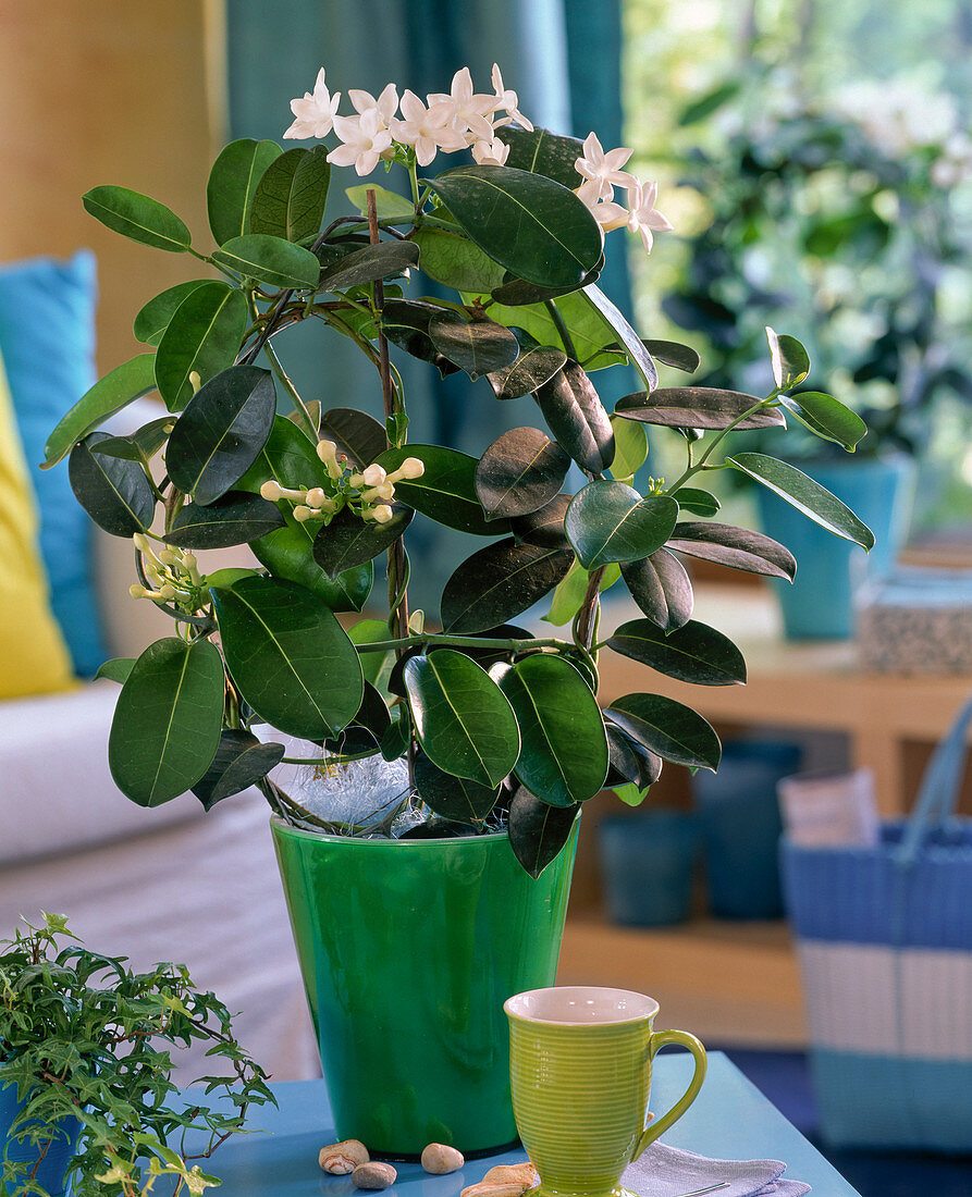 Stephanotis floribunda (Wreath loop)