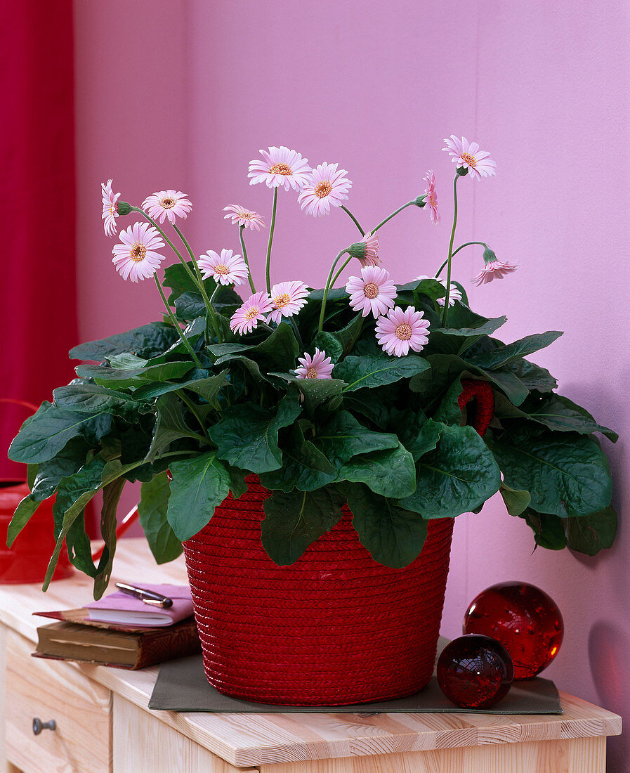 Gerbera 'Everlast Pink' (Gerbera) in a red raffia pot