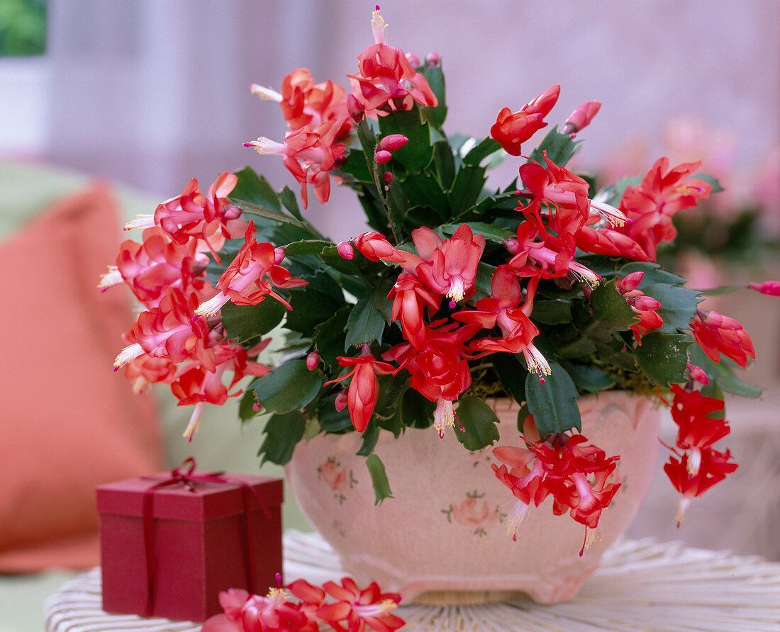 Schlumbergera 'Stephanie' (Christmas cactus in nostalgic)