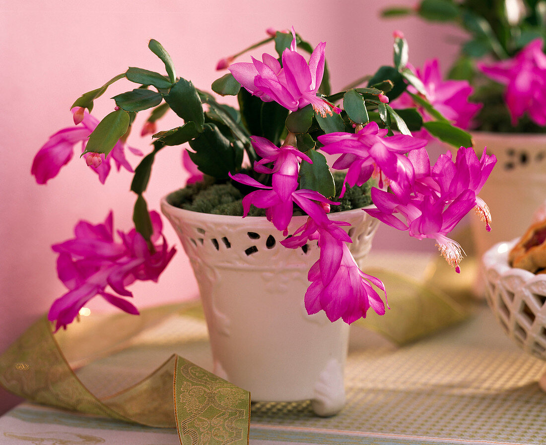 Schlumbergera tendenza 'Cyber Dancer' (Christmas cactus in)