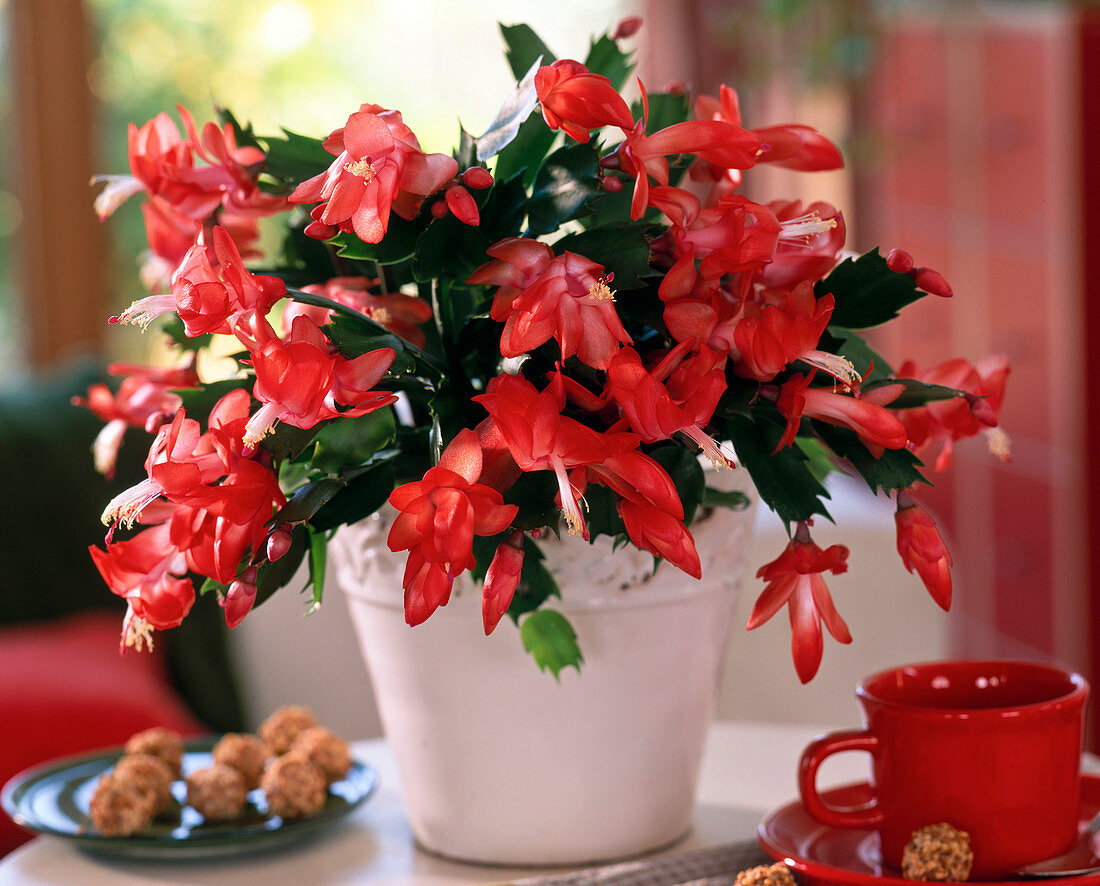 Schlumbergera 'Stephanie' (Christmas cactus) in white pot